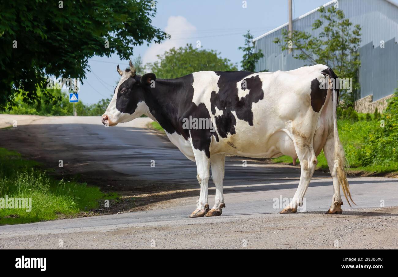 Kühe kommen an einem Sommertag auf dem Land von der Weide Stockfoto