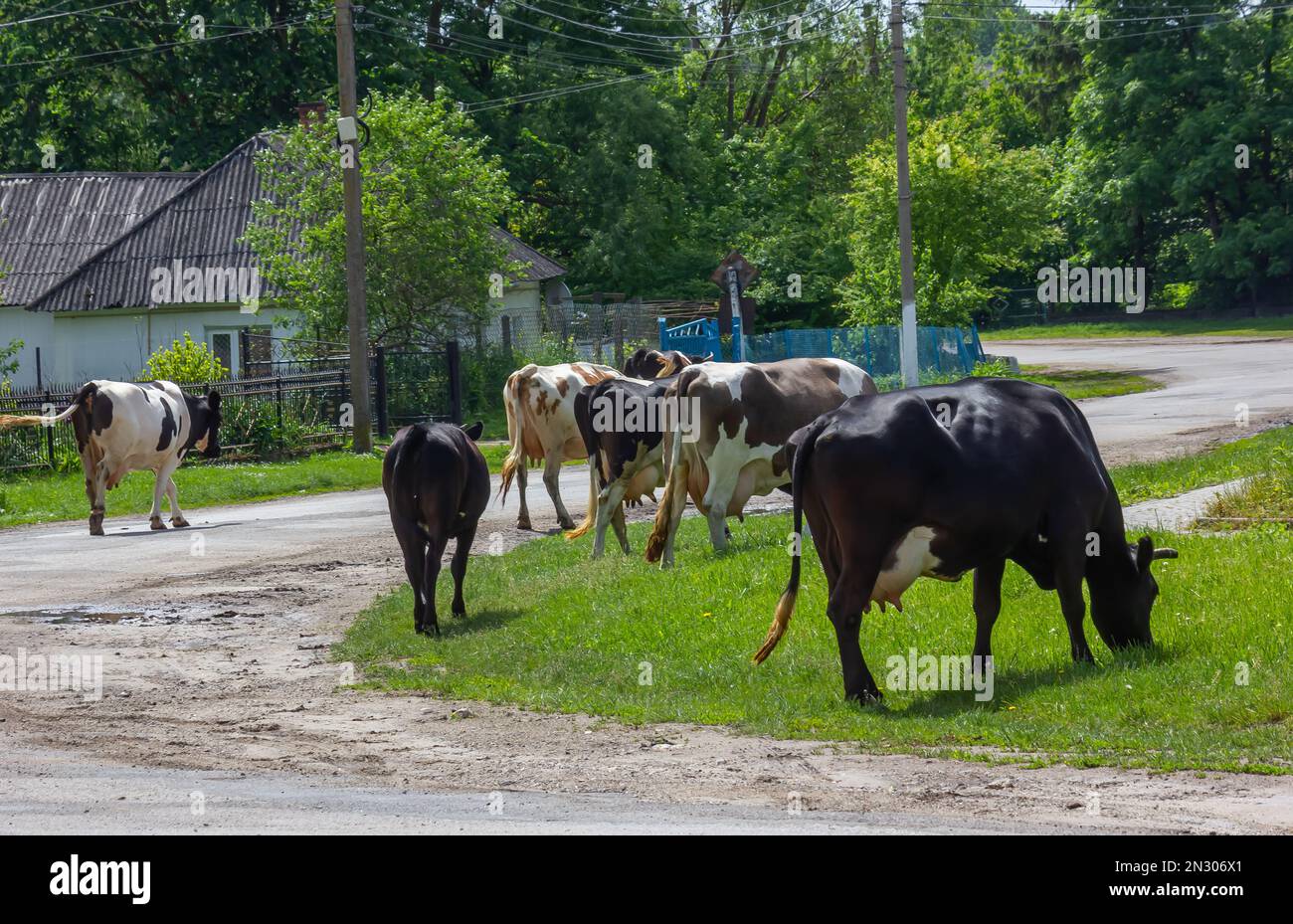 Kühe kommen an einem Sommertag auf dem Land von der Weide Stockfoto