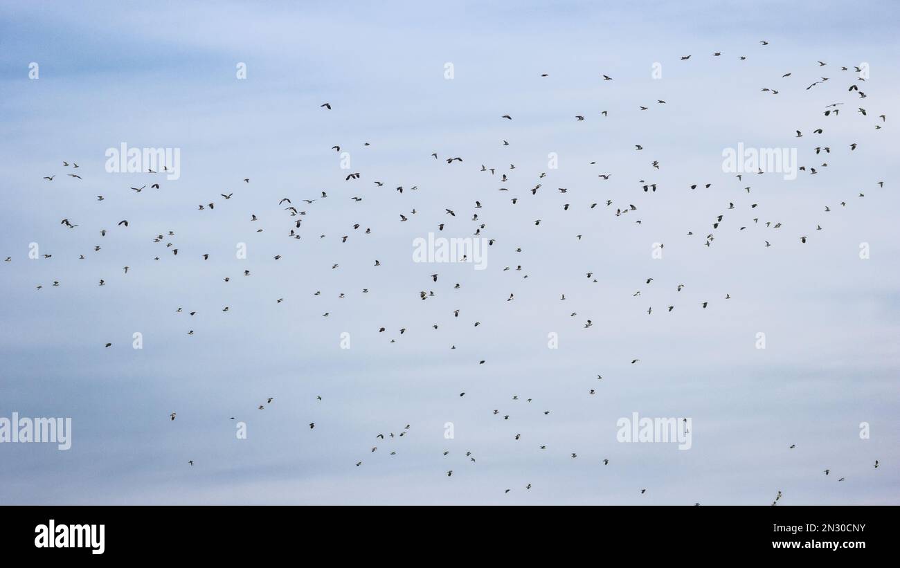 Große gemischte Herde aus nördlichem Lapfling (Vanellus vanellus) und Goldpfeifer (Pluvialis apricaria), North Yorkshire, England, Vereinigtes Königreich Stockfoto