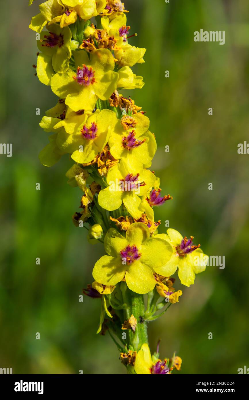 Honigbiene sammelt Pollen auf einer schwarzen Mulleinblüte, verbascum nigrum. Seitenansicht mit Kopierbereich. Stockfoto