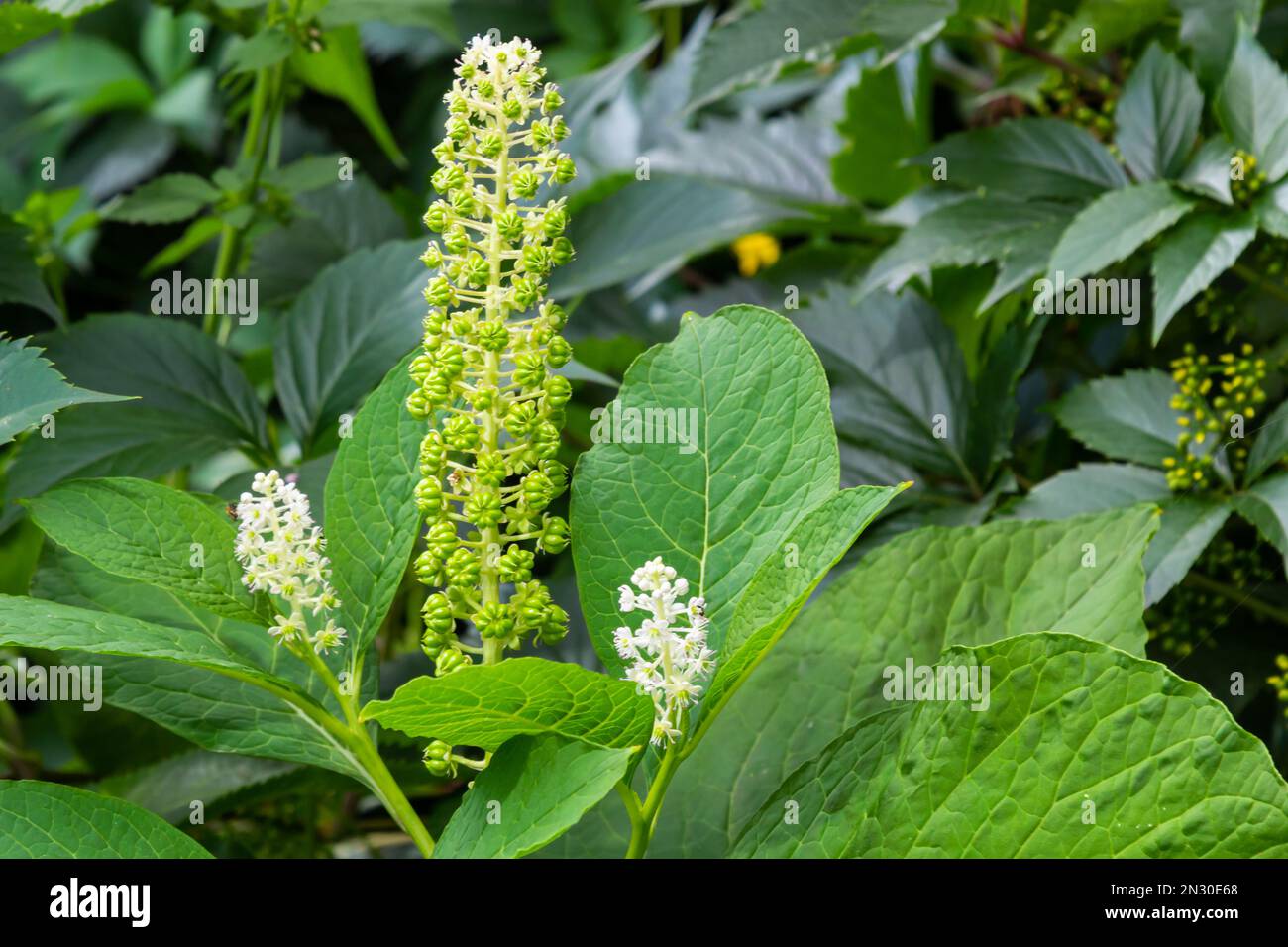 Eine ungewöhnliche Pflanze Laconosa oder Phytolacca Americana mit einer langen, engen Blüte im Laub. Blumentapete. Stockfoto