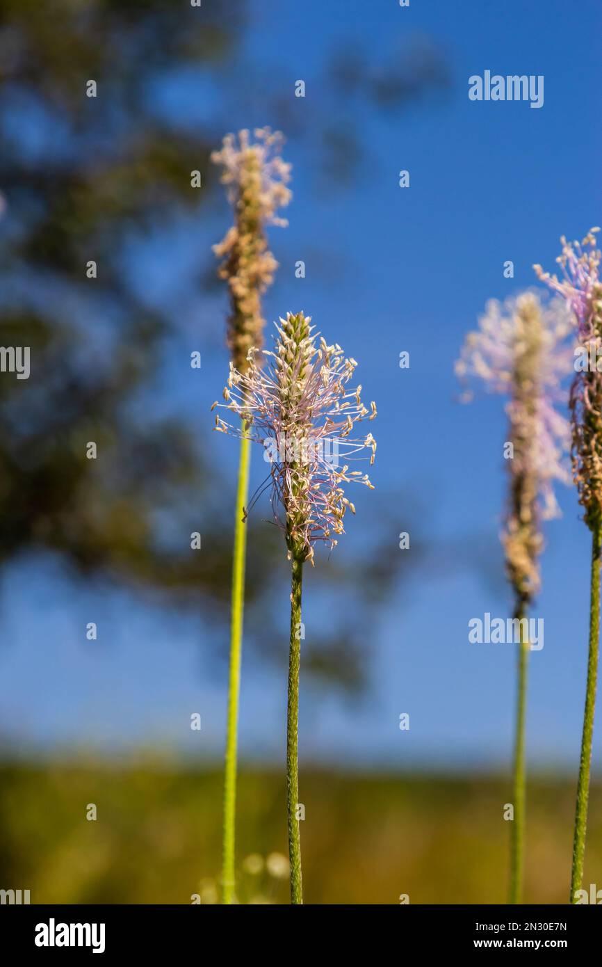Hoary Plantain - Plantago Media Offene und geschlossene Blumenspitzen. Stockfoto