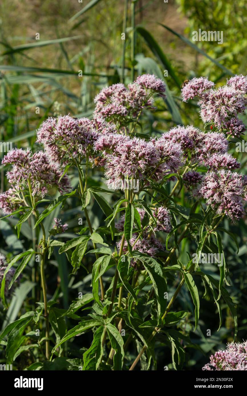 Eupatorium blüht in einem Sommergarten. Eupatorium Cannabinum Lokale Namen Davnik, Hanf, Hundehanf usw. ist eine mehrjährige, krautige Pflanze des AS Stockfoto