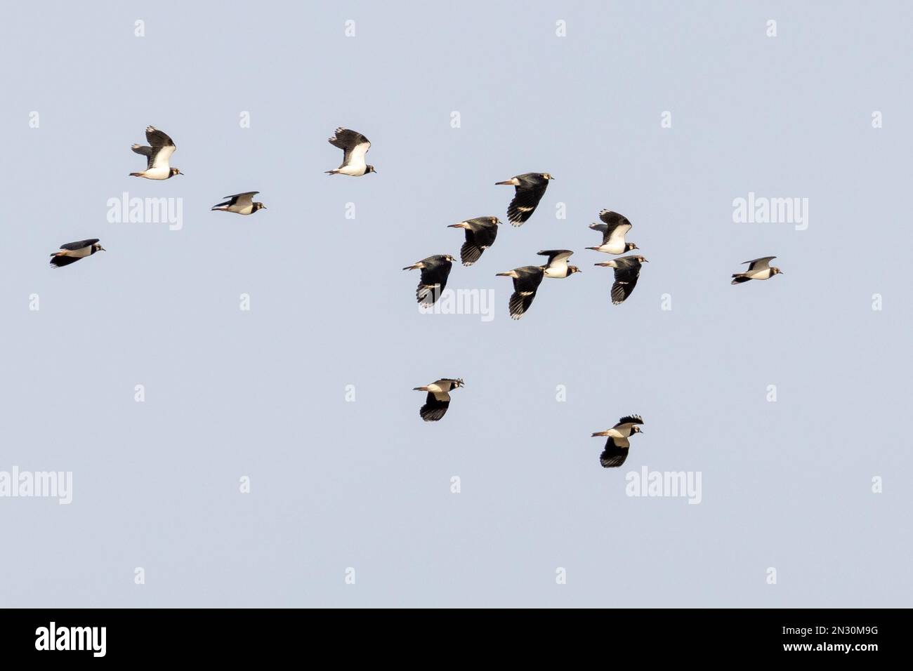 Nördlicher Lapwing (Vanellus vanellus), isoliert gegen den blauen Himmel, Langbar, North Yorkshire, England, Vereinigtes Königreich Stockfoto