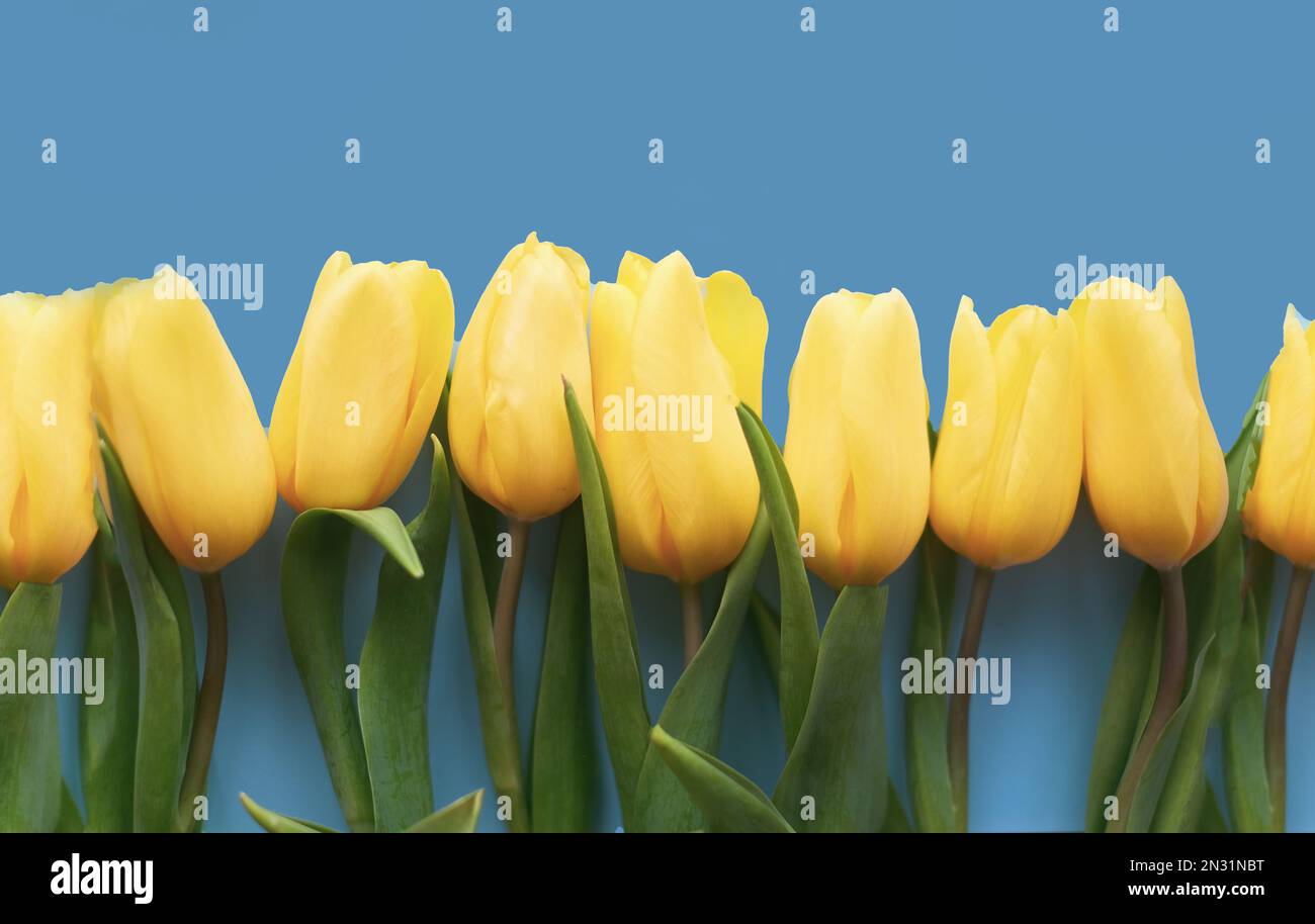 Blumenzusammensetzung. Gelbe Tulpenblüten auf hellblauem Hintergrund. Frühlings- und Sommerkonzept Stockfoto