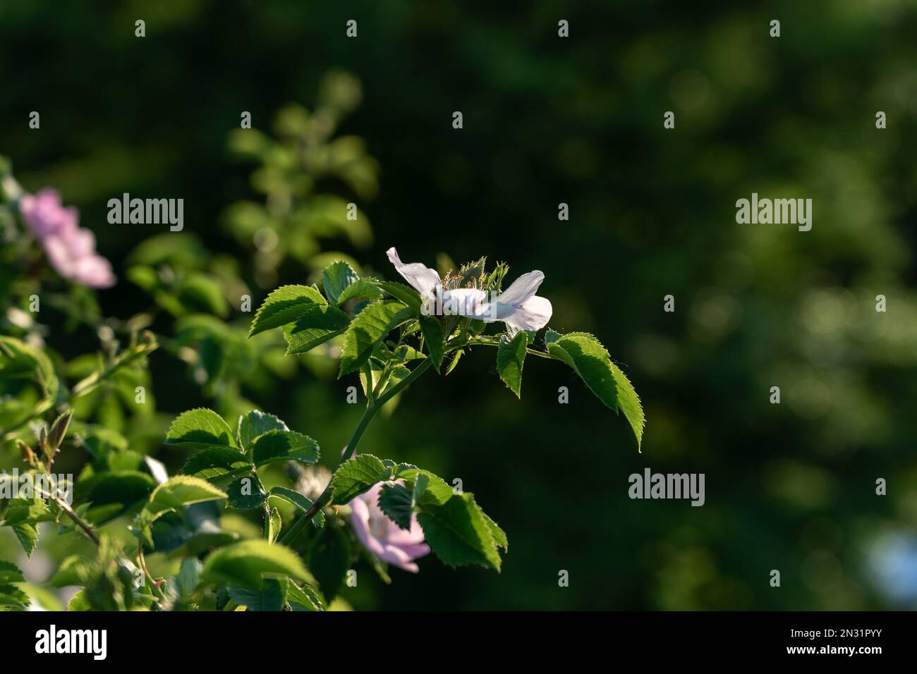 Weiße Blumen mit wilden Rosen, Nahaufnahme. Stockfoto