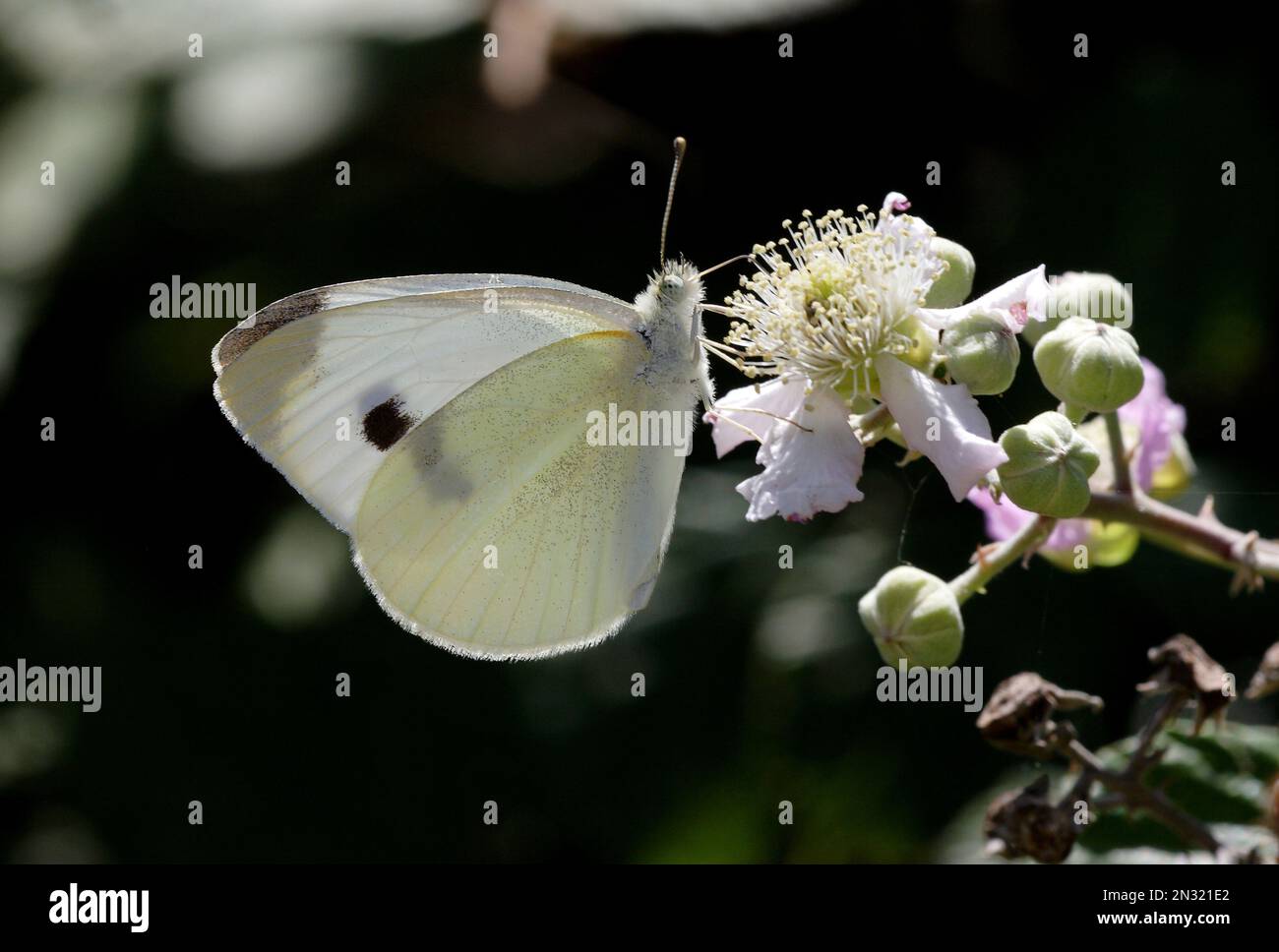 Kleine Weiße (Artogeia rapae), Erwachsene, weibliche Fütterung bei Bromble-Blume mit geschlossenen Flügeln, Sizilien, Italien Mai Stockfoto