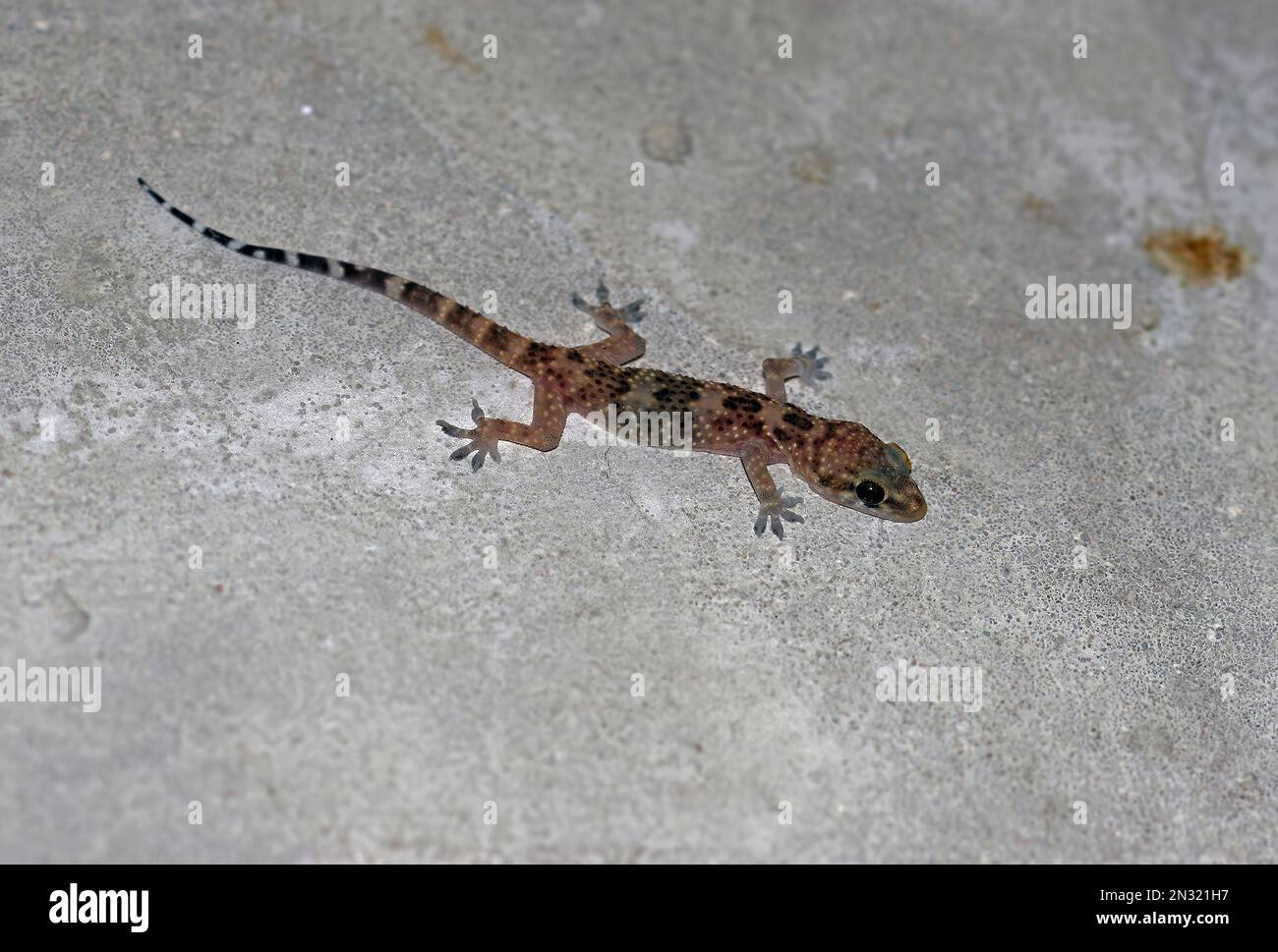 Türkischer Gecko (Hemidactylus turcicus) junger Erwachsener auf der verfallenen Hausmauer Trapani, Sizilien, Italien April Stockfoto