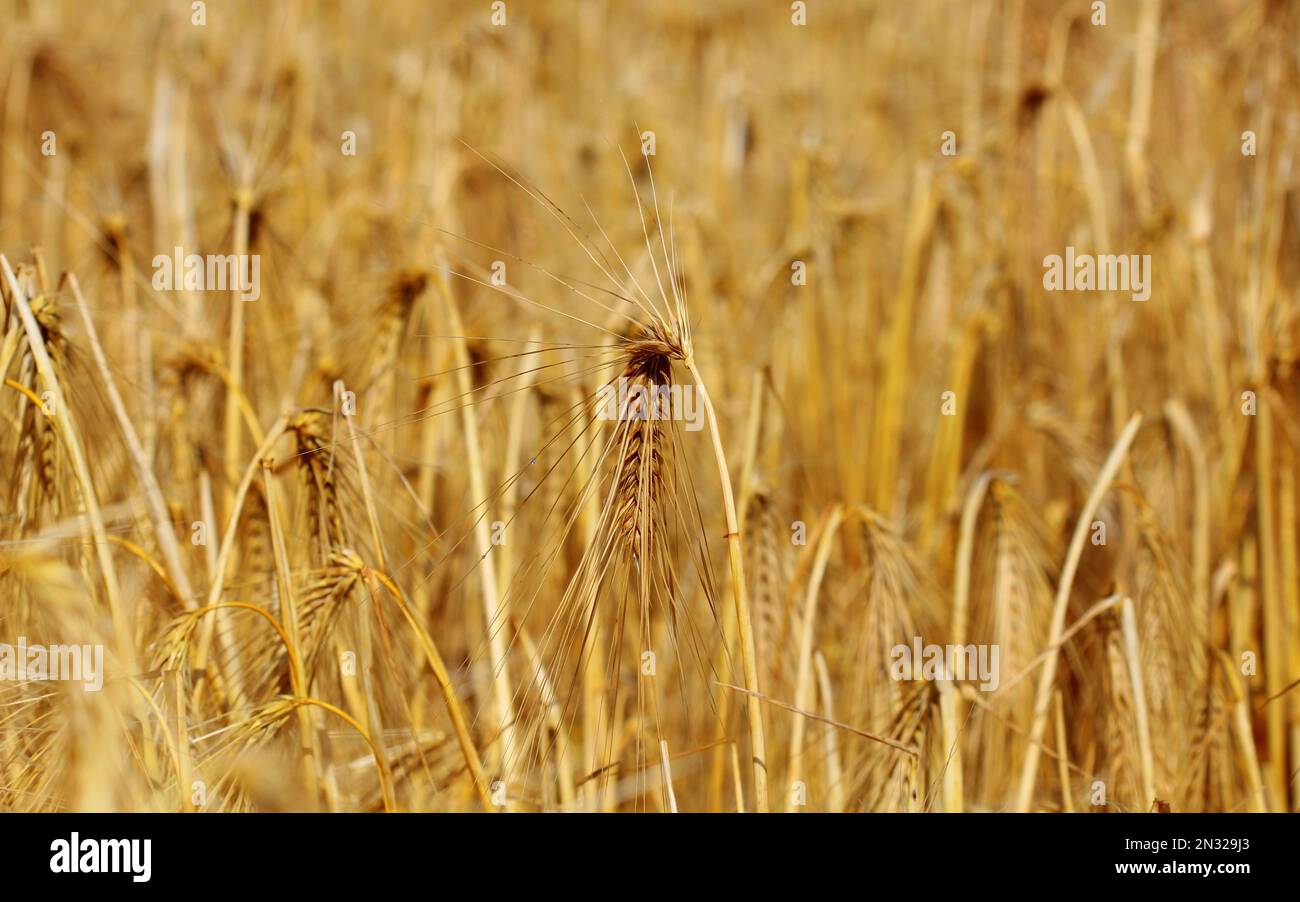 Gerstenfeld Nahaufnahme, Norfolk, England Stockfoto