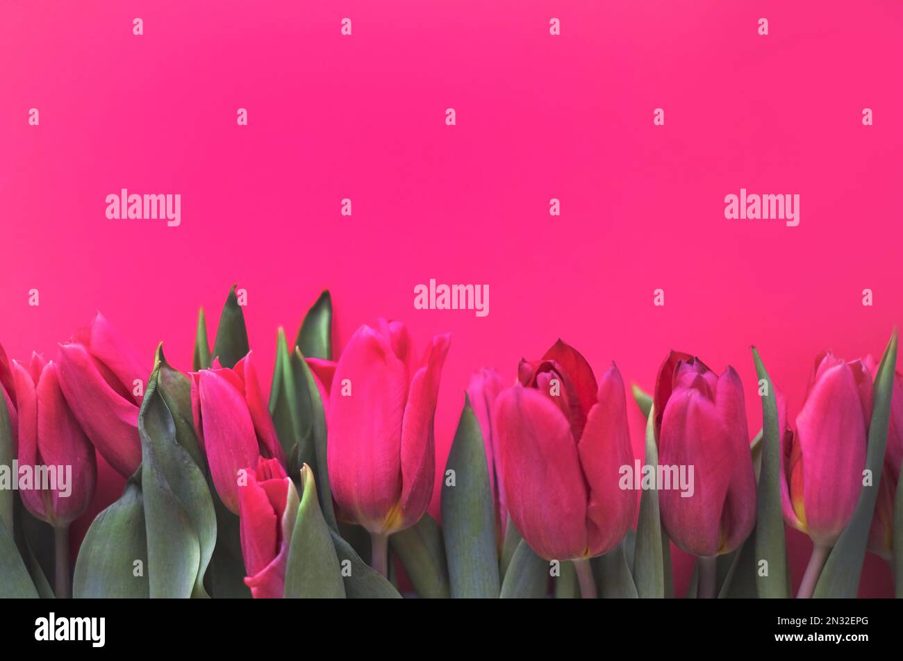 Blumenzusammensetzung. Pinke Tulpenblüten auf weichem pinkfarbenen Hintergrund. Frühlings- und Sommerkonzept Stockfoto