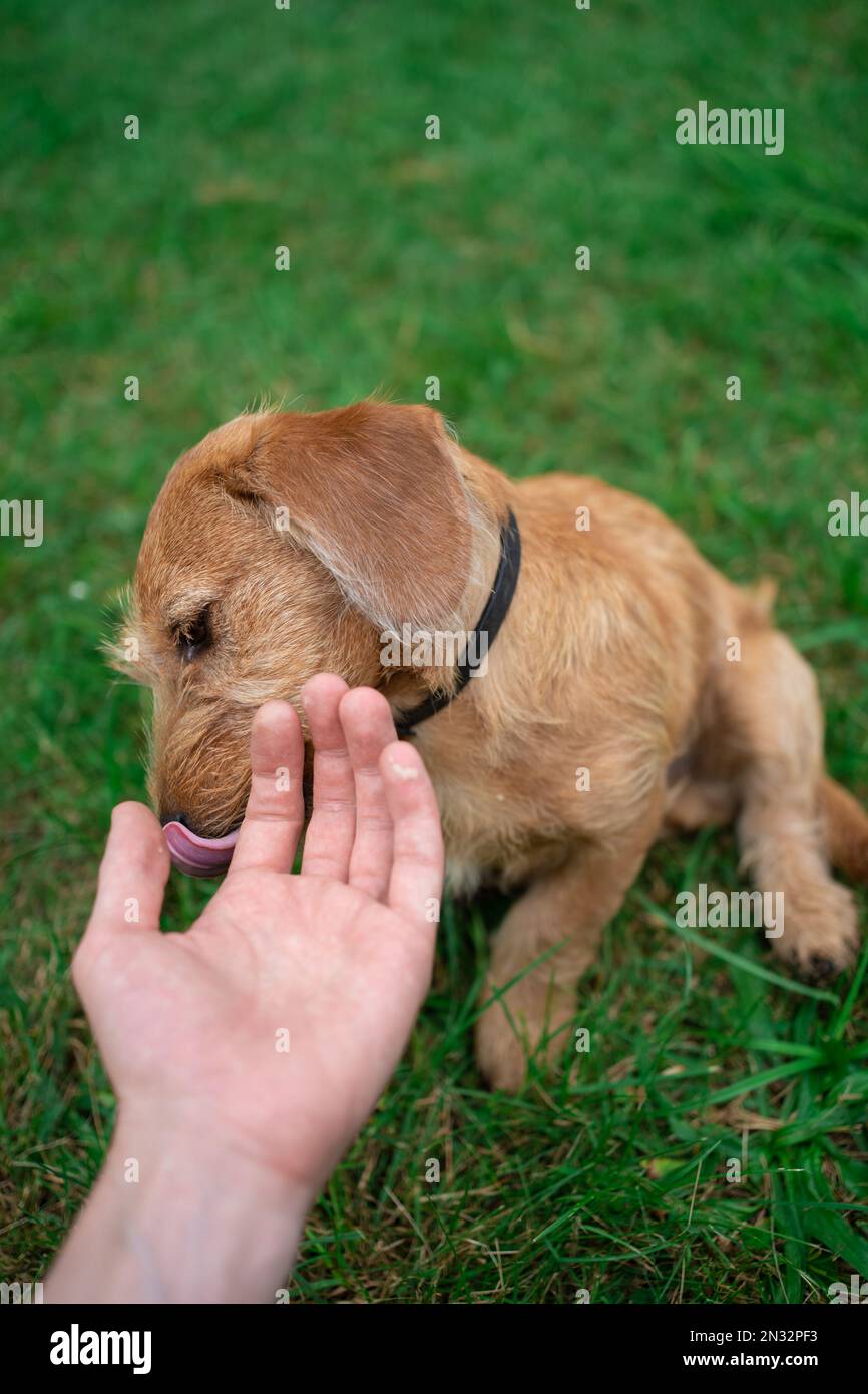 Ein Mann, der mit einem süßen Hund auf dem Rasen draußen spielt Stockfoto