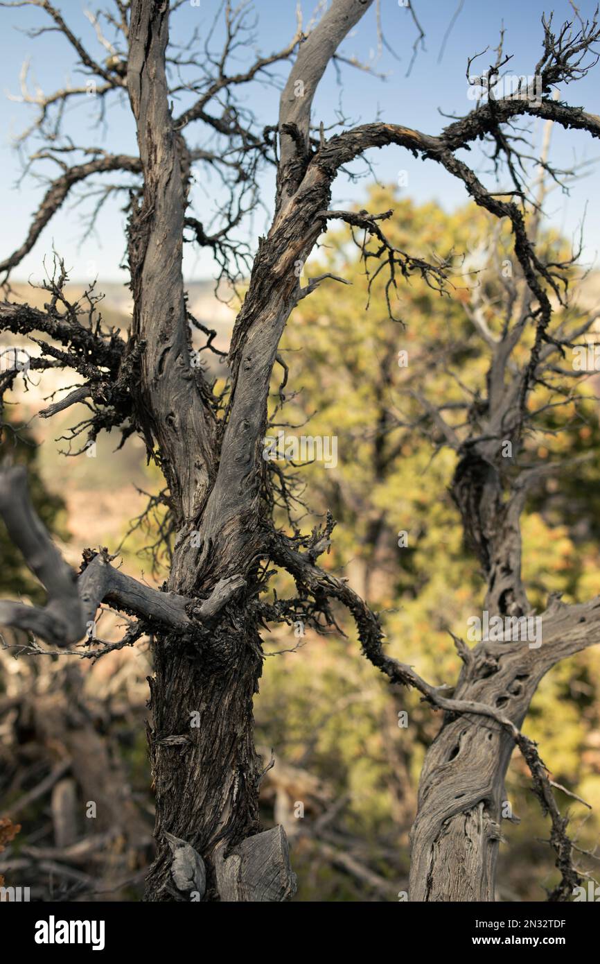 Dürren Baum Stockfoto