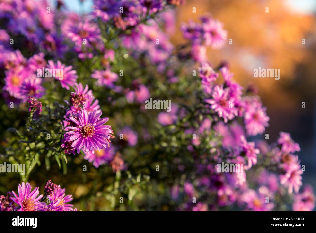 Lila Aster blühen in Blumenbeeten. Nahaufnahme der Pflanze, verschwommener Hintergrund. Stockfoto