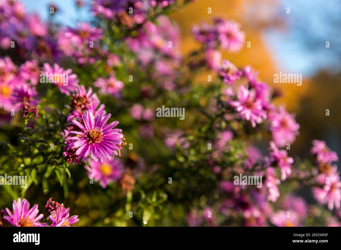 Lila Aster blühen in Blumenbeeten. Nahaufnahme der Pflanze, verschwommener Hintergrund. Stockfoto