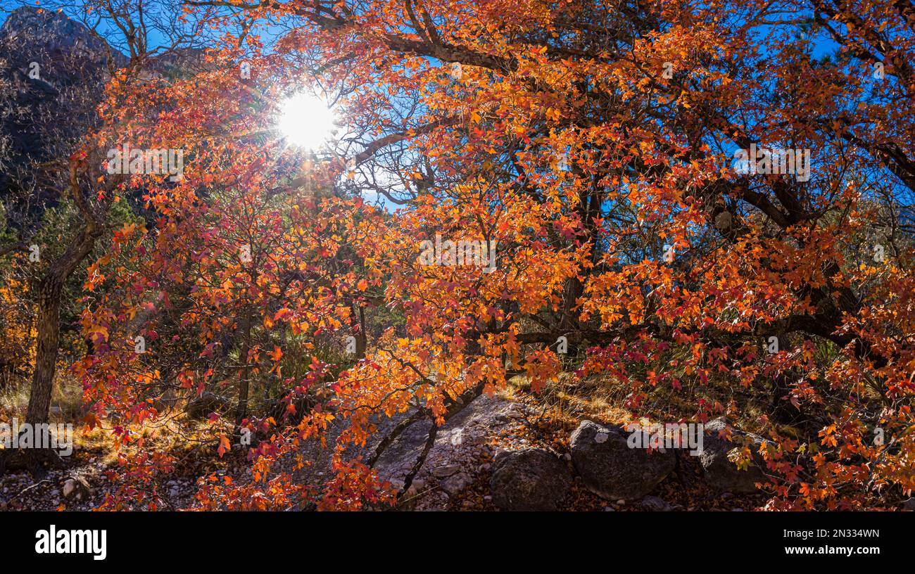 Herbstfarben auf dem McKittrick Canyon Trail, Guadalupe Mountains-Nationalpark, Texas, USA Stockfoto