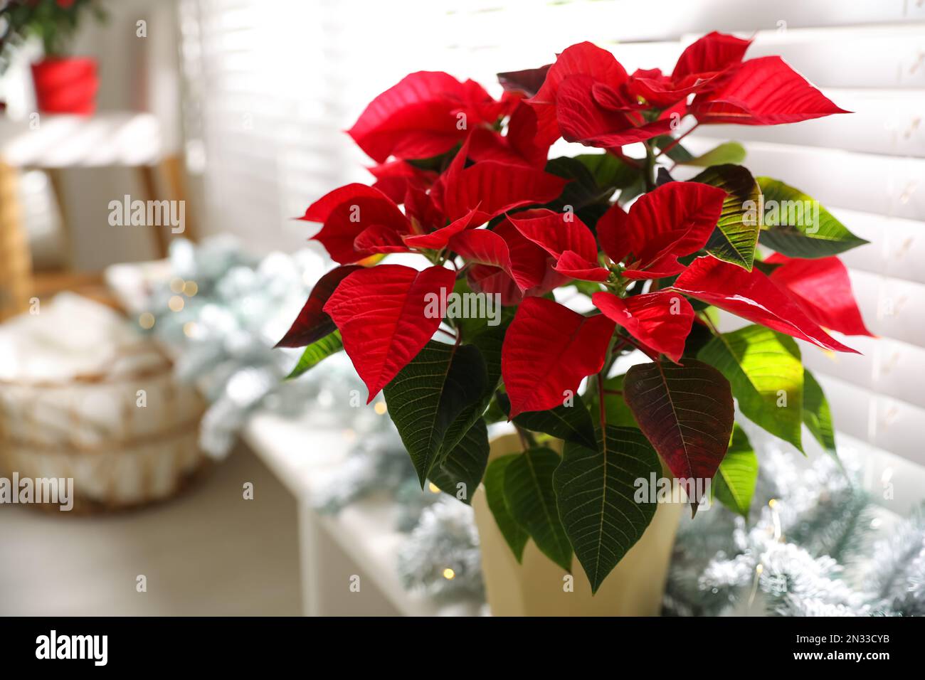 Wunderschöne Poinsettia (traditionelle Weihnachtsblume) im Topf auf verschwommenem Hintergrund, Nahaufnahme Stockfotografie