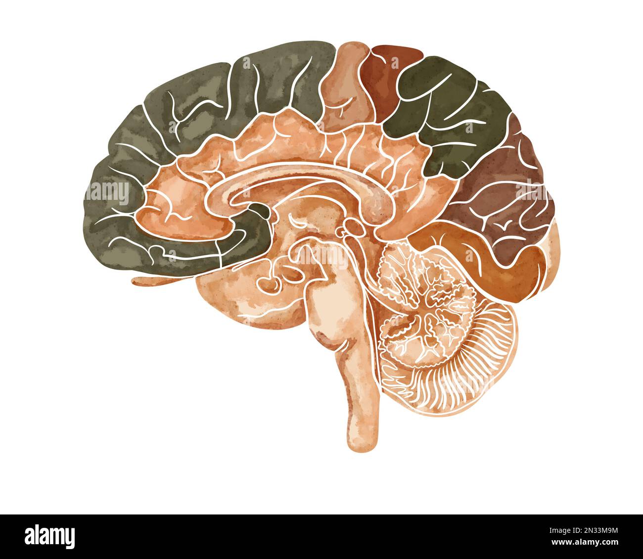 Die Struktur des menschlichen Gehirns. Sagittaler Schnitt. Medizinische Aquarell-Anatomie-Darstellung isoliert auf weißem Hintergrund Stockfoto