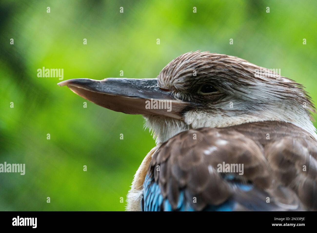 Eine Nahaufnahme von Kookaburra im verschwommenen Hintergrund Stockfoto