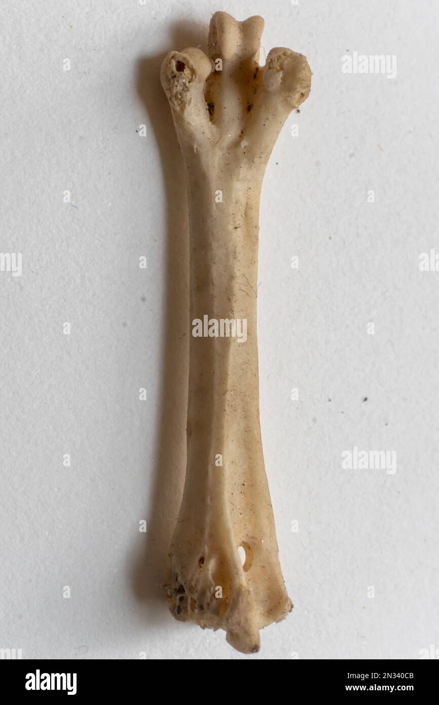 Tarsometatarsus ist ein Teil des Skelettsystems von Vögeln. Vogelanatomie. Das Vogelskelettsystem. Vogelskelettsysteme werden entsprechend ihrer Verwendung modifiziert. Stockfoto