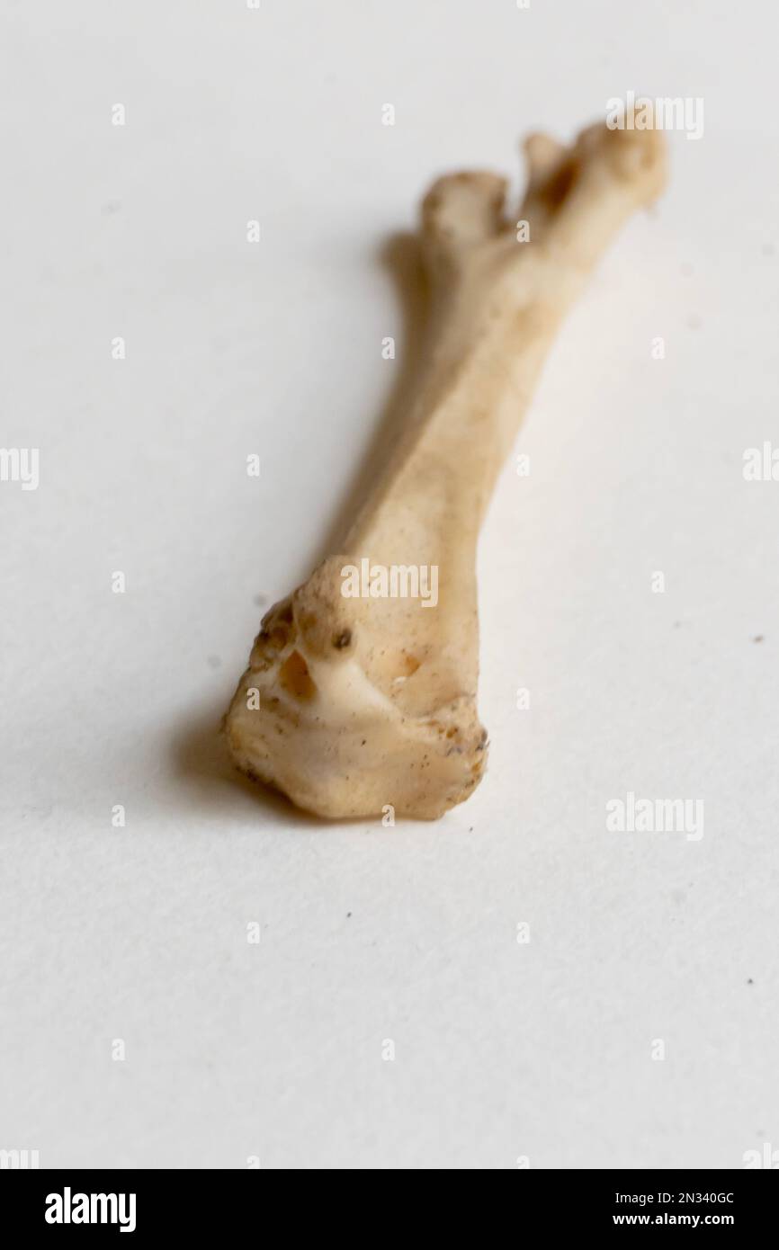 Nahaufnahme von Tarsometatarsus ist ein Teil des Vogelskelettsystems. Vogelanatomie. Das Vogelskelettsystem Stockfoto