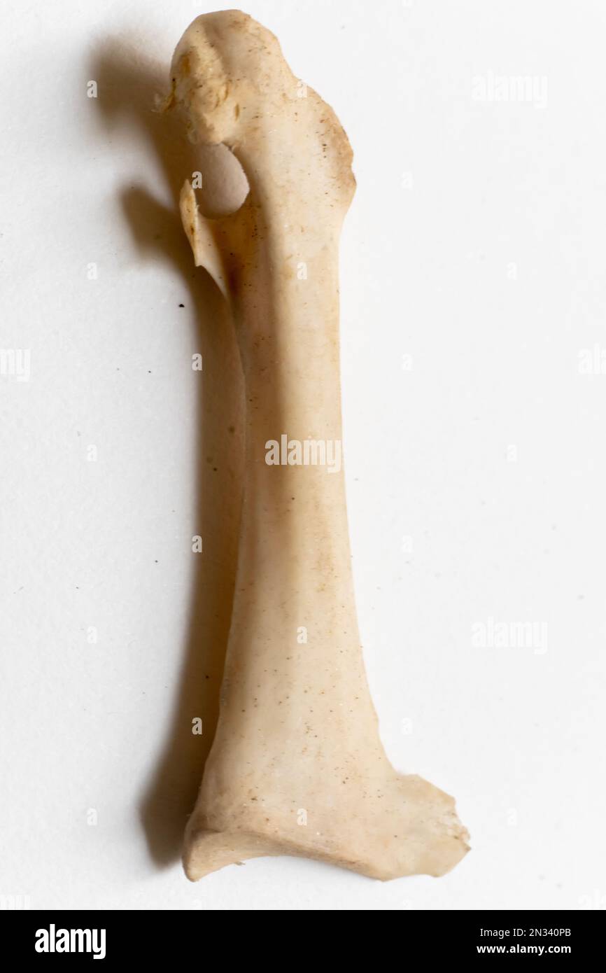 Humerus ist Teil des Skelettsystems der Vögel. Vogelanatomie. Das Vogelskelettsystem. Aviäre Skelettsysteme Stockfoto
