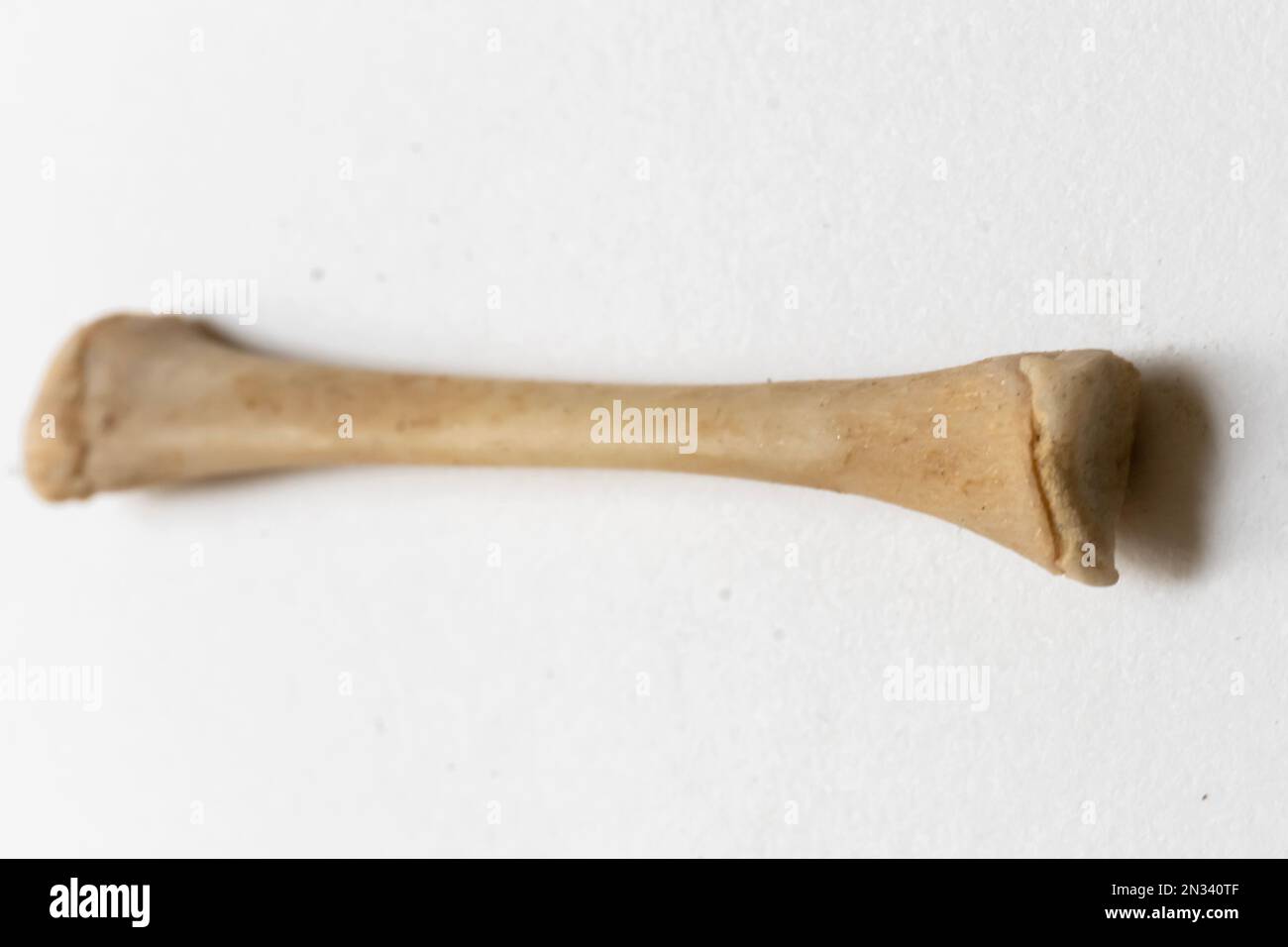 Weiblich. Vogelanatomie. Das ist ein Teil des Vogelskeletts. Stockfoto