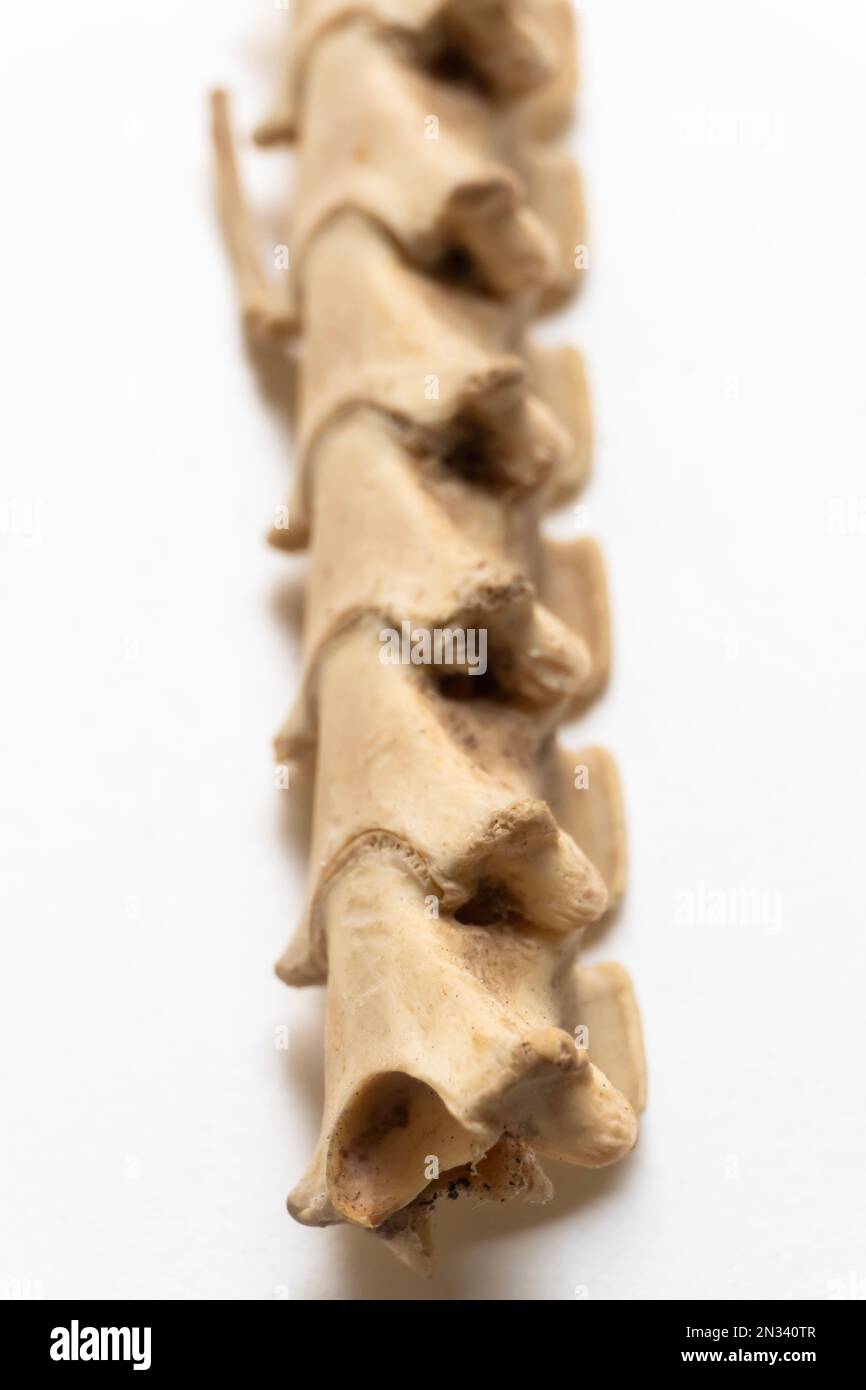 Porträtansicht der Halswirbel. Dies ist Teil des Skelettsystems der Vögel. Vogelanatomie. Das Vogelskelettsystem. Stockfoto