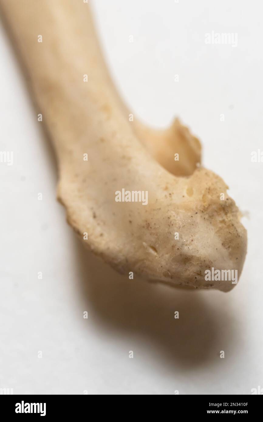 Vorderansicht des Humerus. Das ist ein Teil des Vogelskeletts. Vogelanatomie. Das Vogelskelettsystem. Stockfoto