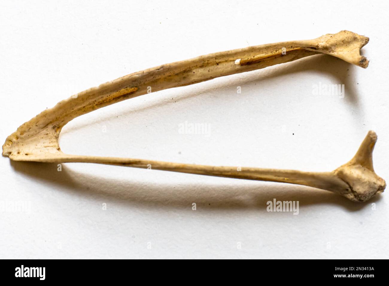 Das ist ein Teil des Vogelskeletts. Vogelanatomie. Das Vogelskelettsystem. Vogelskelettsysteme werden entsprechend ihrer Verwendung modifiziert. Stockfoto