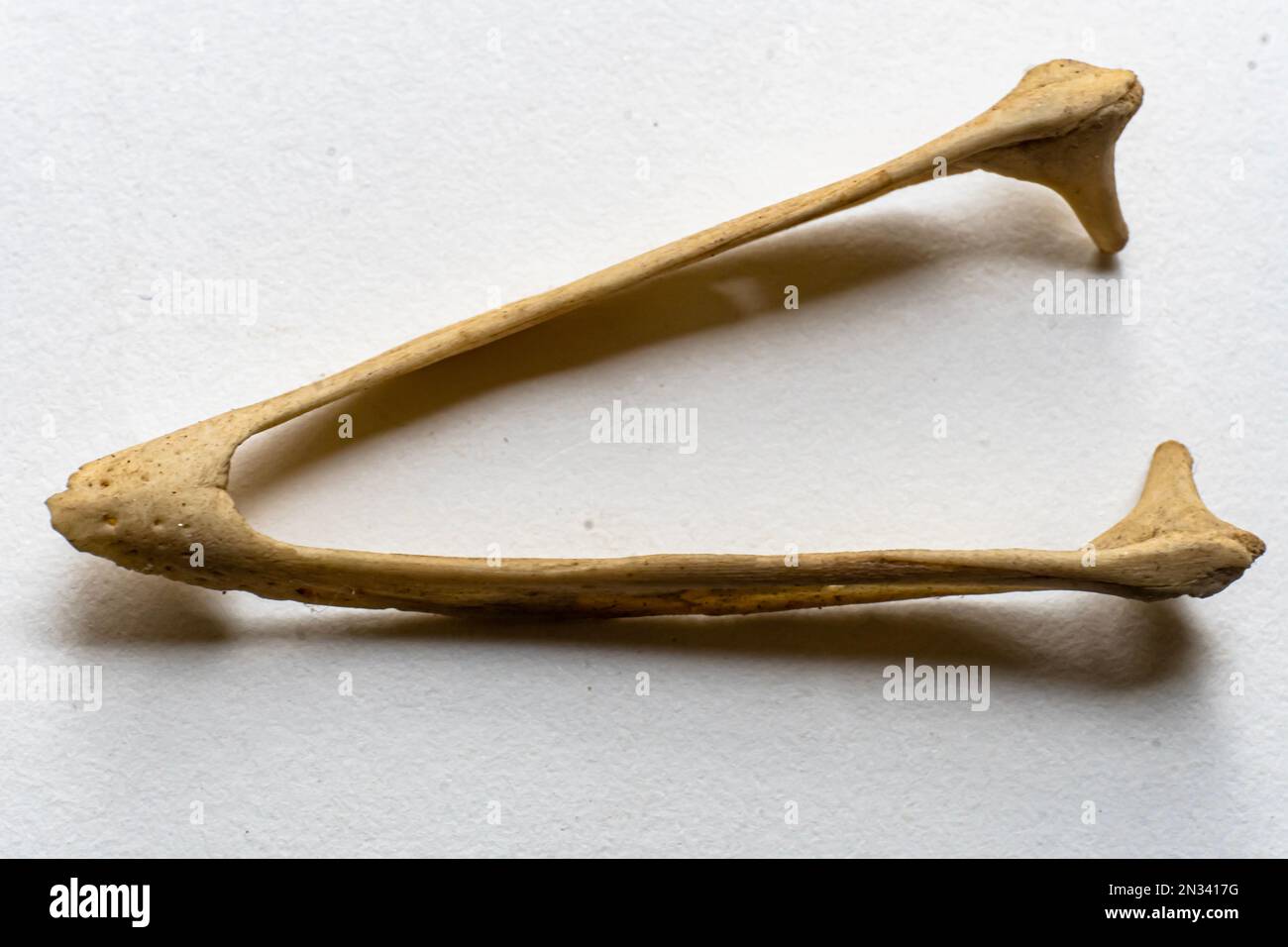 Vogelanatomie. Das ist ein Teil des Vogelskeletts. Das Vogelskelettsystem. Vogelskelettsysteme werden entsprechend ihrer Verwendung modifiziert. Stockfoto