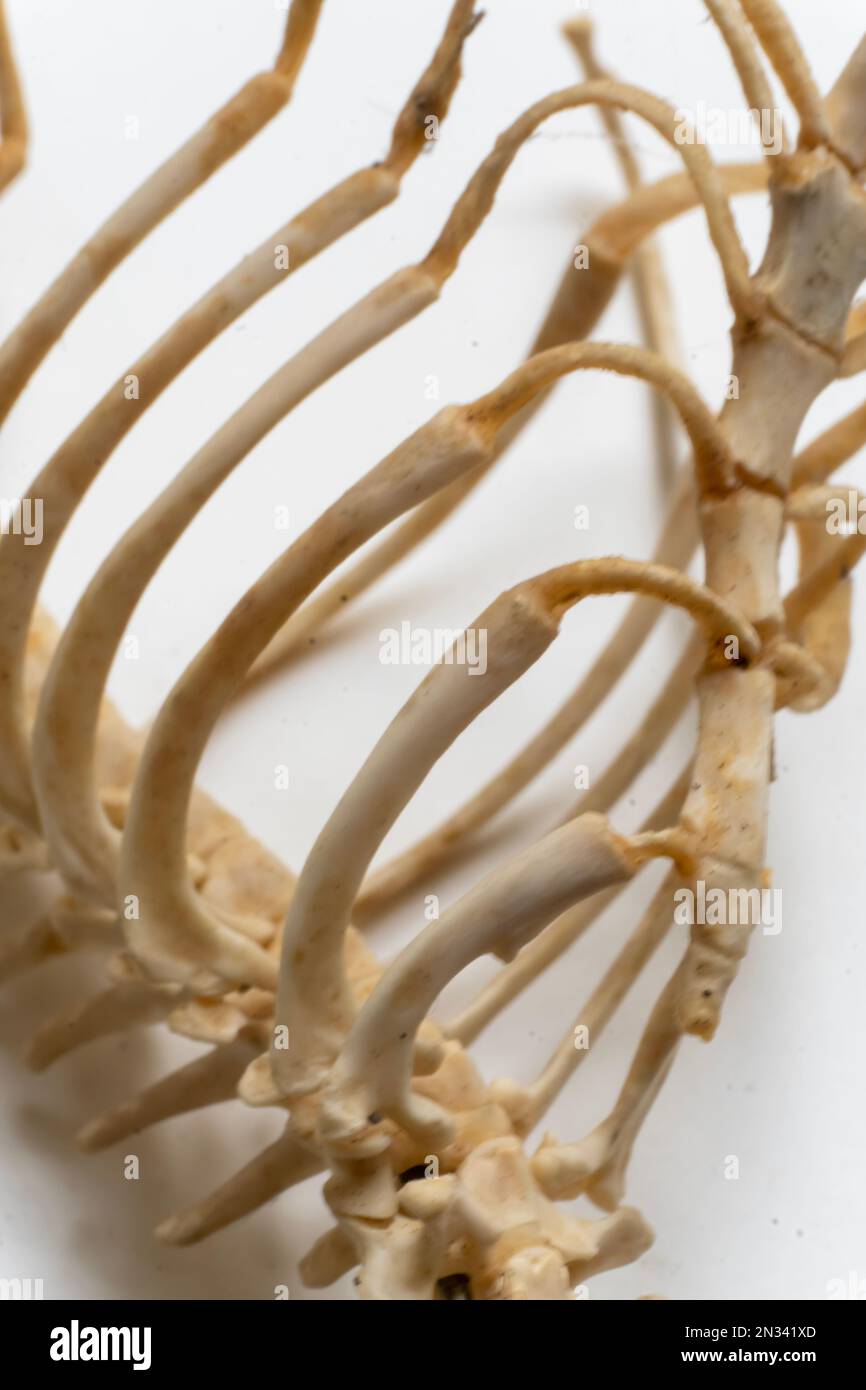 Das Vogelskelettsystem. Vogelanatomie. Viele Rippen und Wirbel Stockfoto