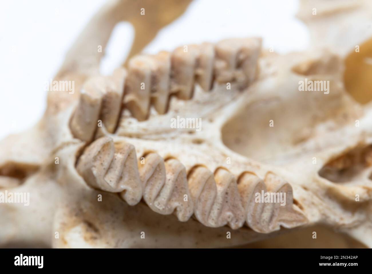 Vogelanatomie. Das Vogelskelettsystem. Stockfoto