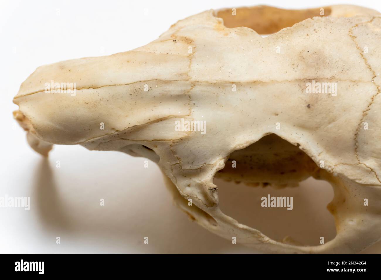 Dorsalansicht des Vogelschädels oder -Knochens. Vogelanatomie. Das Vogelskelettsystem. Stockfoto