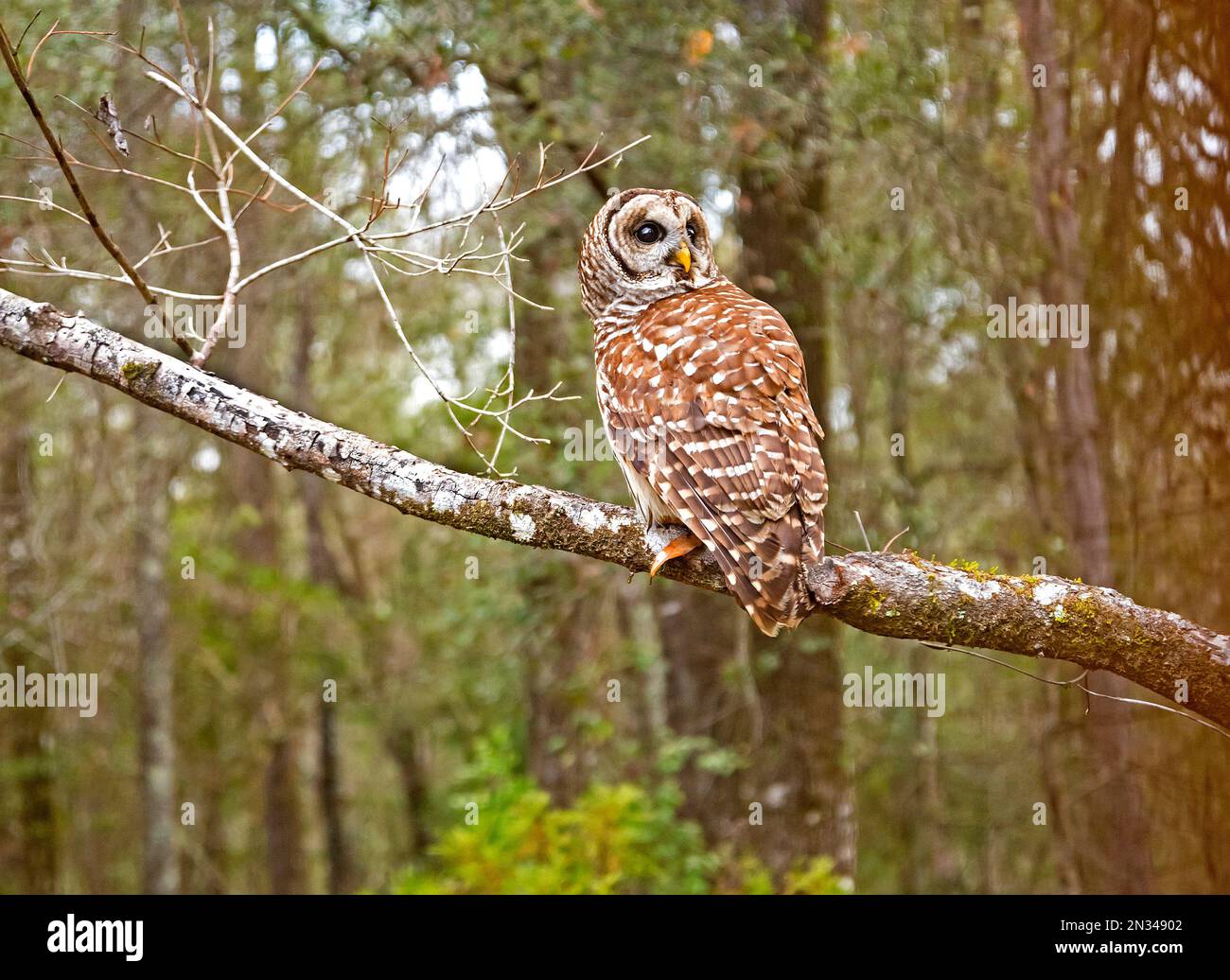 Die Eulen Barred Owls oder Strix varia sind auch bekannt, da Hoot Owls relativ groß sind, meist nachtaktive Eulen, die fast alles aus Fleisch fressen Stockfoto