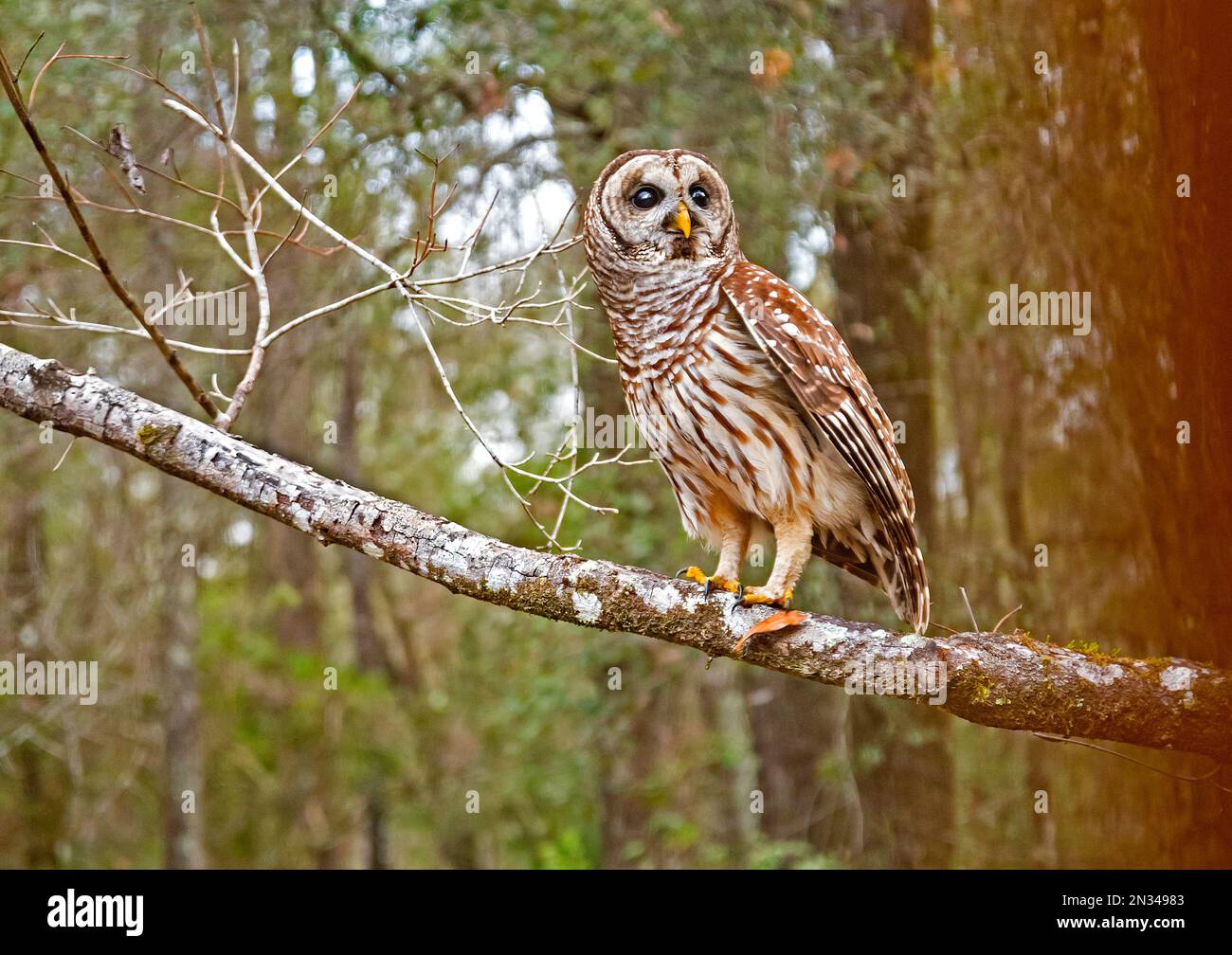 Die Eulen Barred Owls oder Strix varia sind auch bekannt, da Hoot Owls relativ groß sind, meist nachtaktive Eulen, die fast alles aus Fleisch fressen Stockfoto