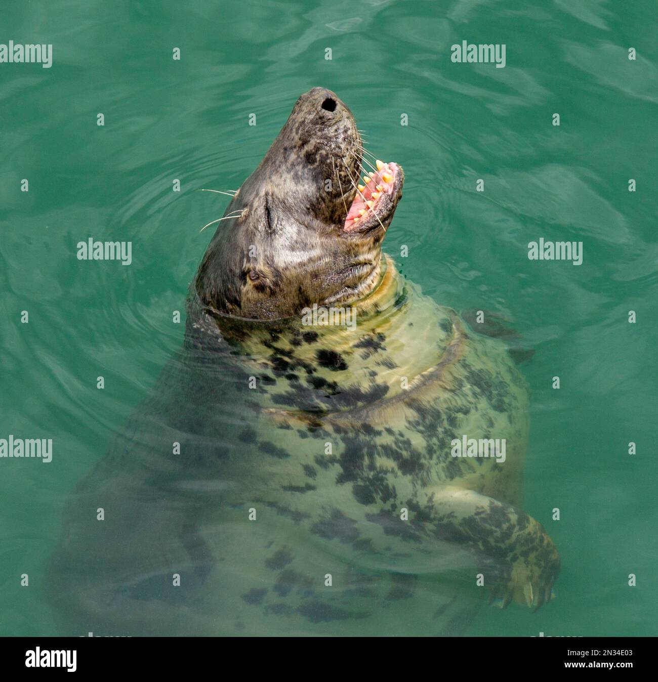 Grey Seal Halichoerus grypus isst einen Fisch aus der Nähe. Stockfoto