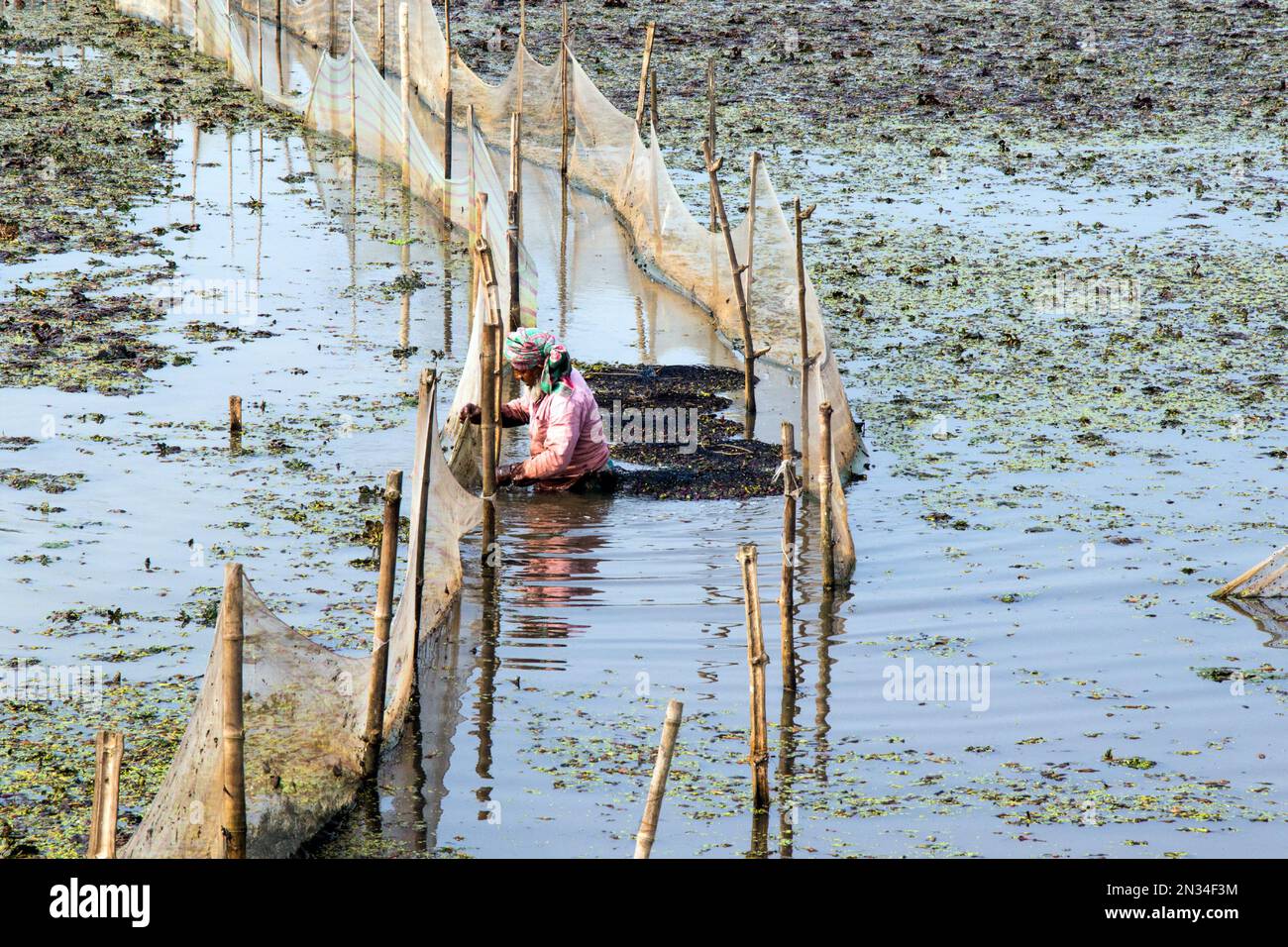 Wasserkastaniensammlung (paniphal) im ländlichen West-bengalen indien Stockfoto