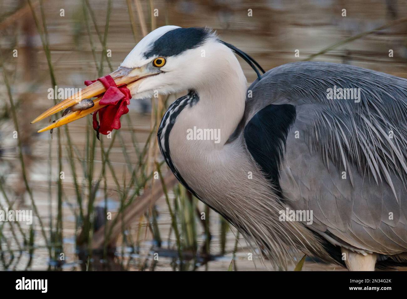 Barn Hill, Wembley, Großbritannien. 7. Februar 2023 Ein verzweifelter Graureiher (Ardea cinerea), der sich um sein Abendessen bemüht, da sein Schnabel mit einem roten Wurf (möglicherweise einem Band) zugebunden wurde, der schlecht entsorgt wurde. Foto: Amanda Rose/Alamy Live News Stockfoto