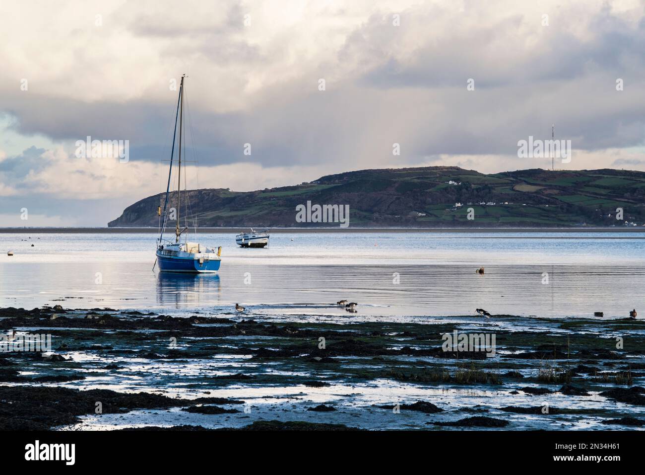Wiegenten treiben sich im Schlamm vor der Flut in Red Wharf Bay (Traeth Coch), Benllech, Isle of Anglesey (Ynys Mon), Wales, Großbritannien Stockfoto