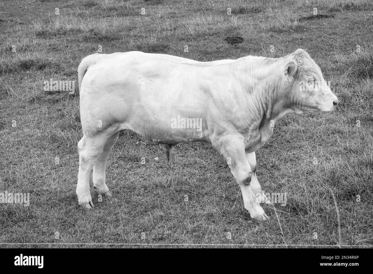 Weißes Rinderkalb auf der Wiese in schwarzem Weiß aufgenommen. Nutztiere für die Fleischerzeugung. Stärkeres Huftier. Foto eines Tieres aus der Landwirtschaft Stockfoto