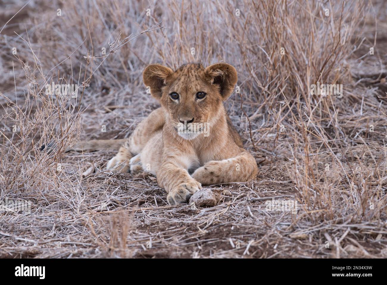 Löwenjunges (Panthera Leo) Stockfoto