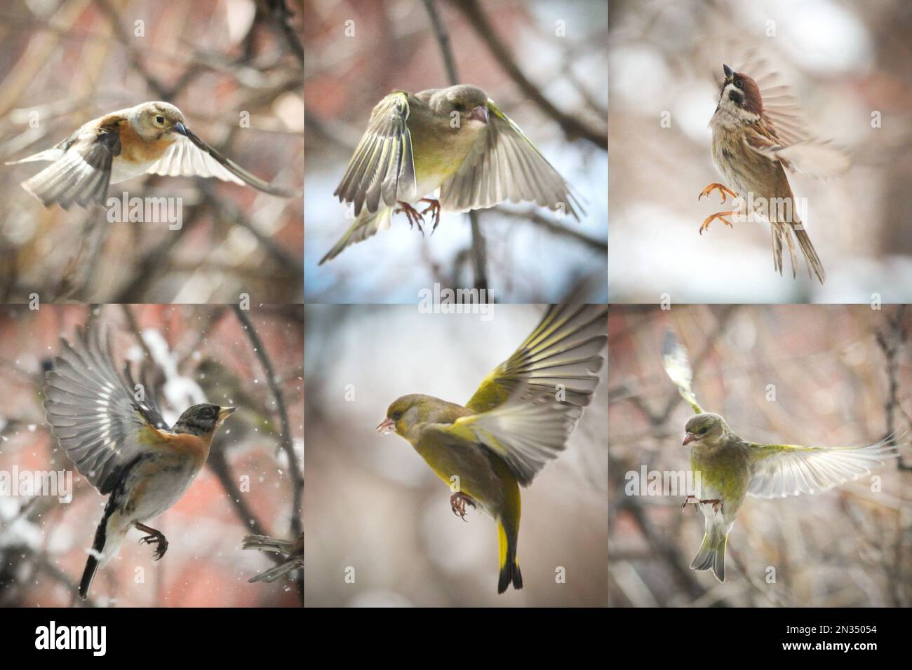 Collage verschiedener Finkenvögel im Flug Stockfoto