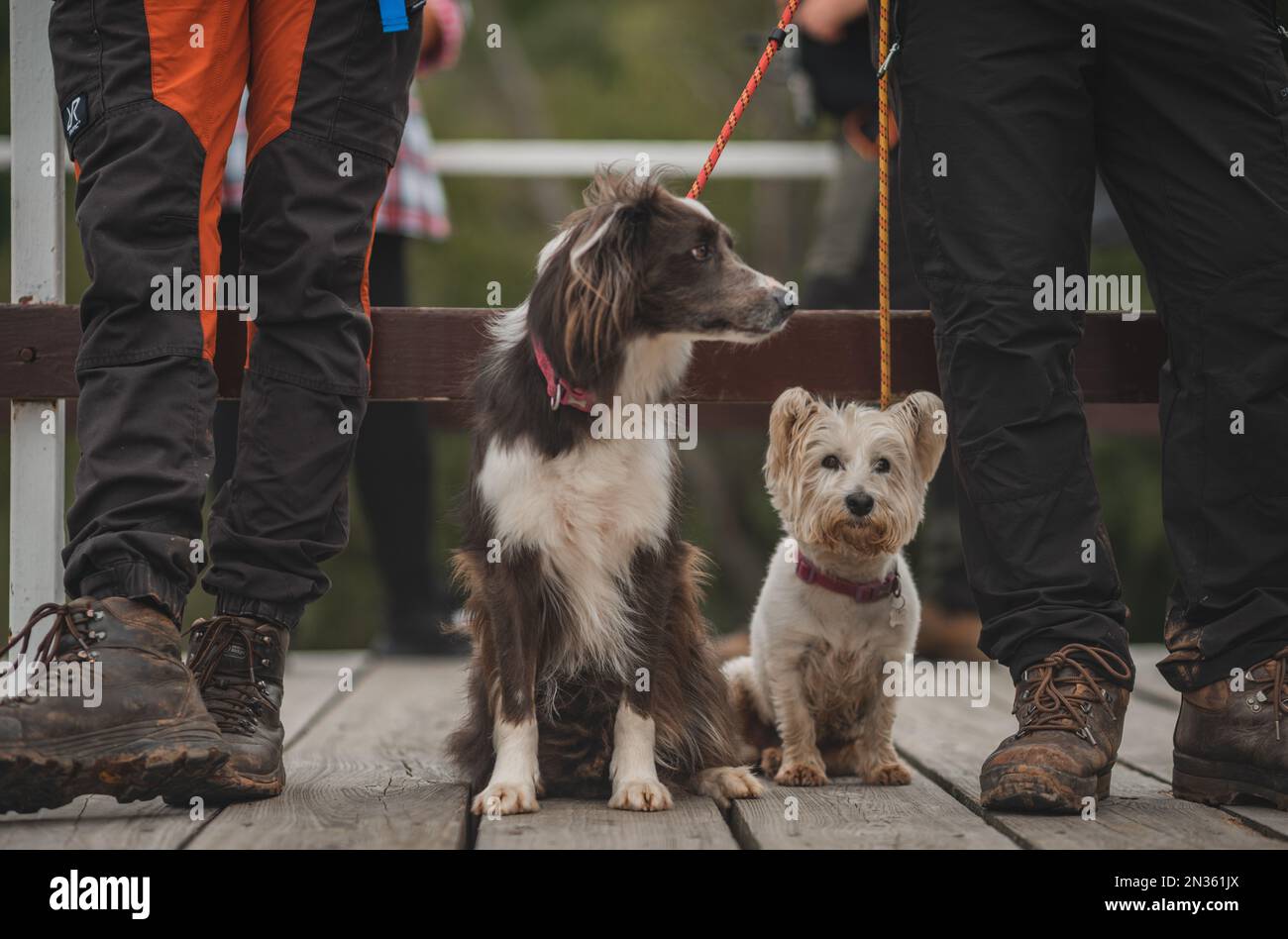 Eine Nahaufnahme von zwei verschiedenen Hunden an der Leine mit Männern in der Nähe Stockfoto