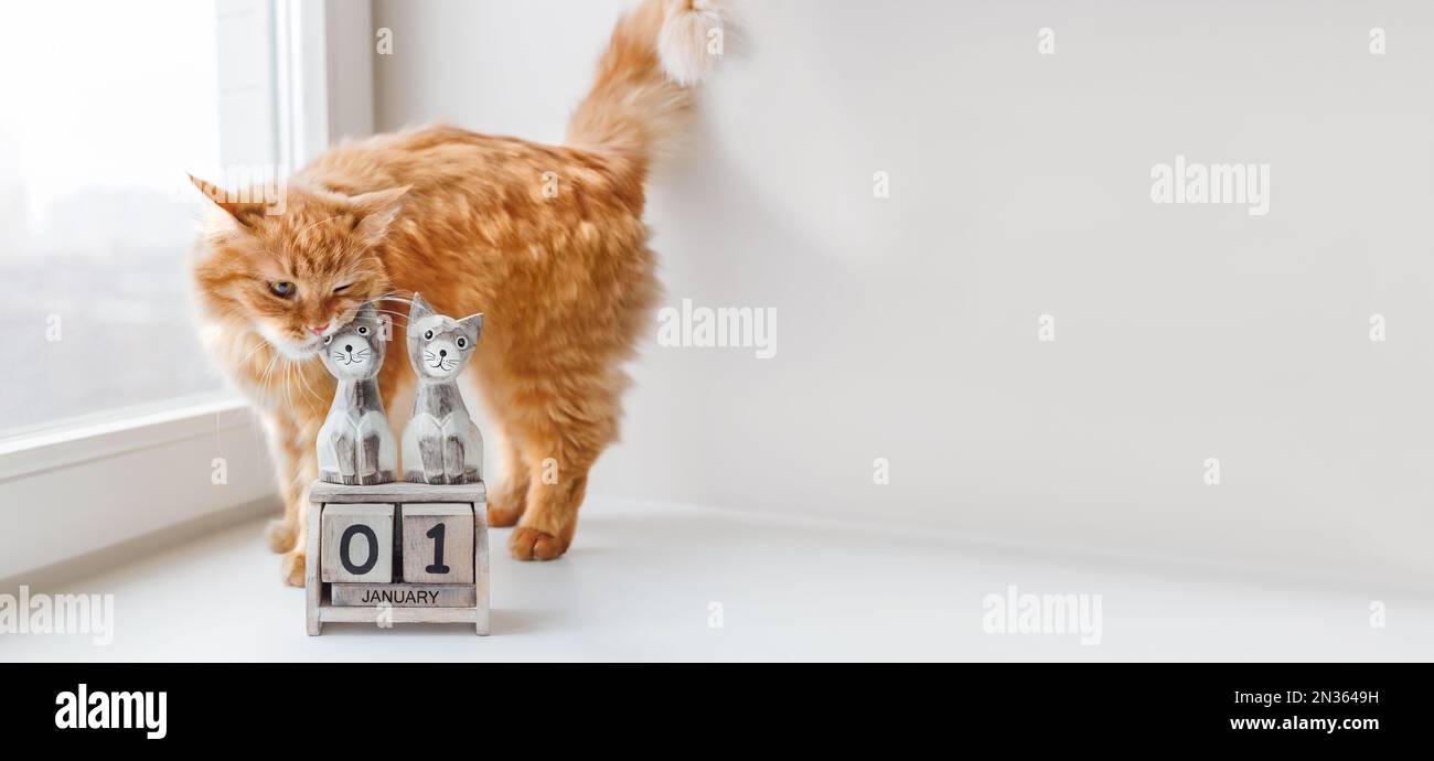 Die süße Ingwerkatze beißt mit Katzen in den hölzernen Kalender und ist am 1. Januar verabredet. Horizontales Banner mit Kopierbereich. Stockfoto