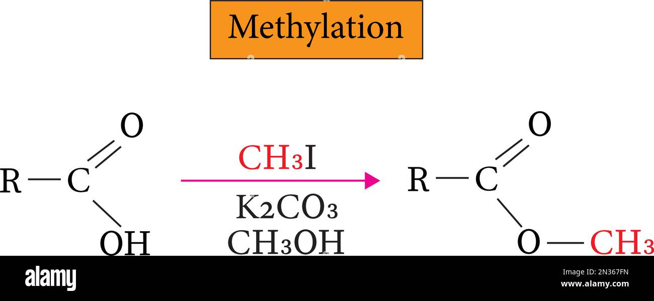 Methylierung ist der Prozess der Zugabe einer Methylgruppe zu einem Molekül, einem Vektorbild Stock Vektor