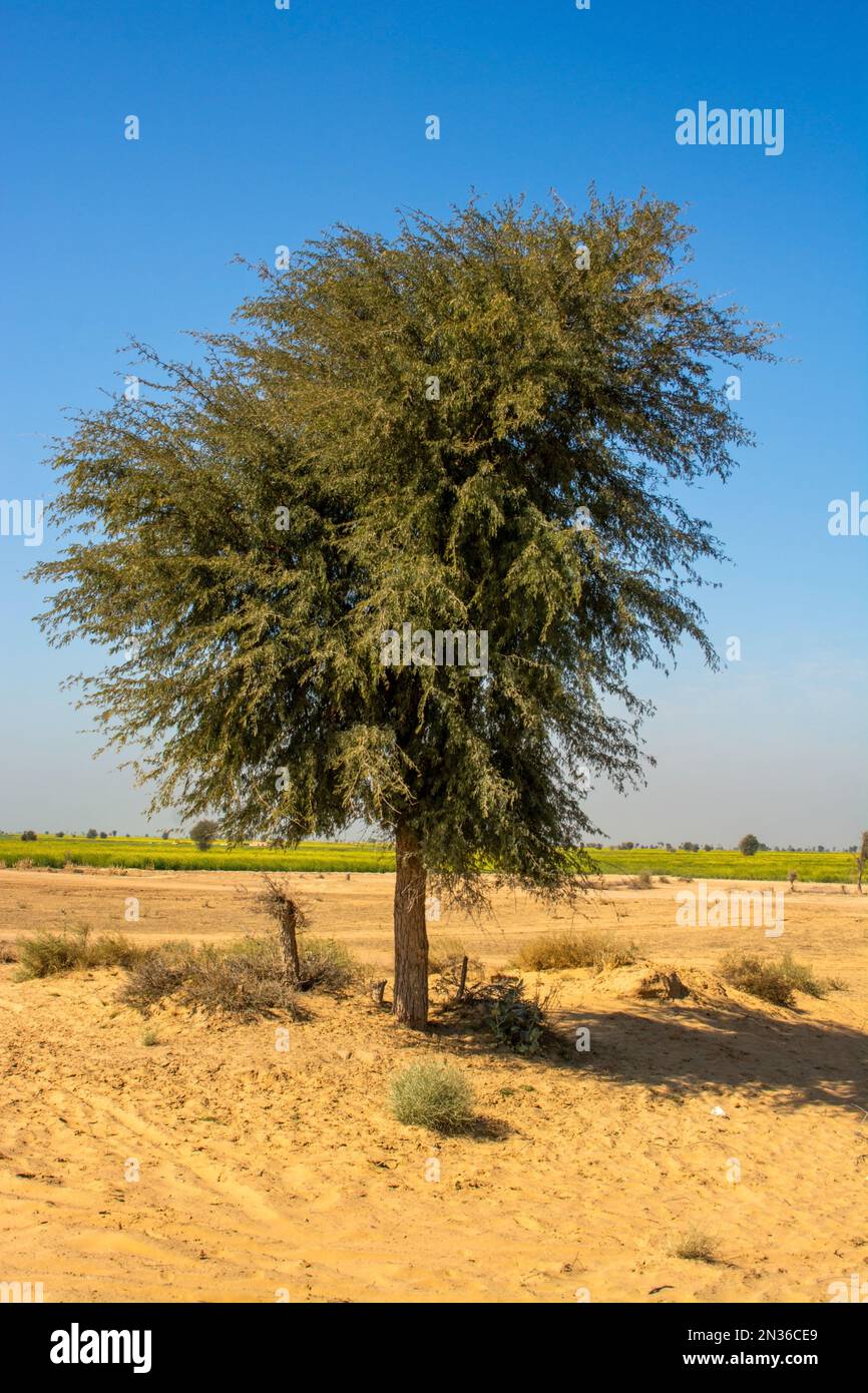 Allein kair (Prosopis cineraria) Baum in der Thar Wüste Stockfoto