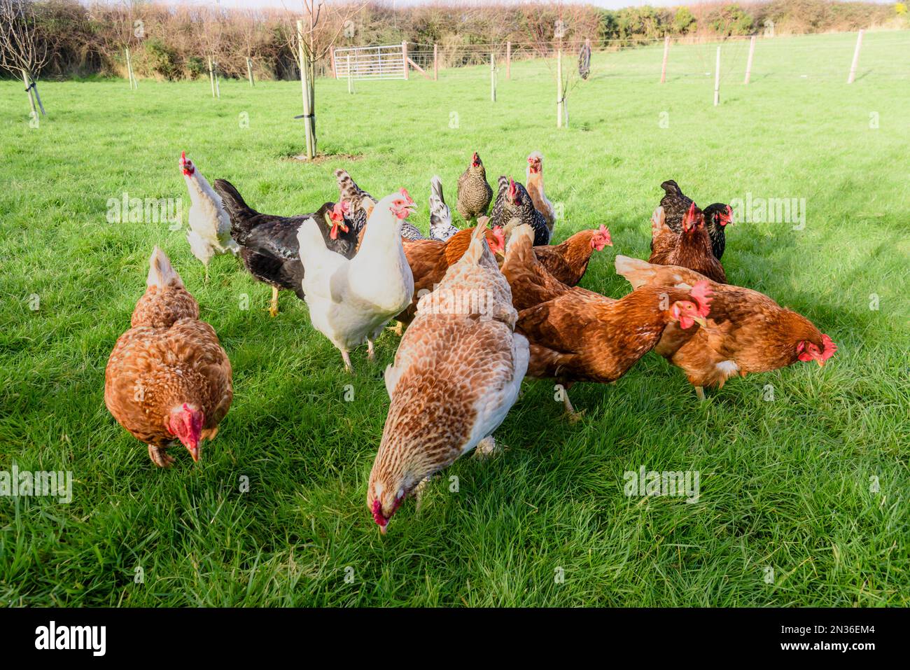 Herde von Haushühnern, die in Freilandhaltung um einen Ackerbau herum fahren. Stockfoto