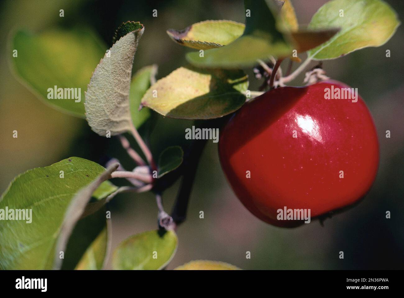 Apfel am Baum, Ottawa, Ontario, Kanada Stockfoto
