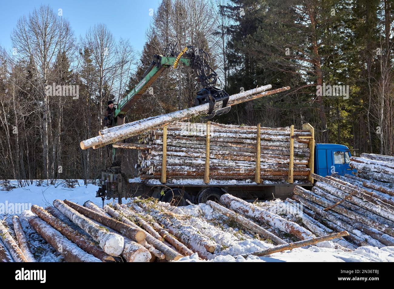 Der hydraulische Greifer hält beim Beladen des selbstladenden Staplers des Holzeinschlags Baumstämme. Stockfoto