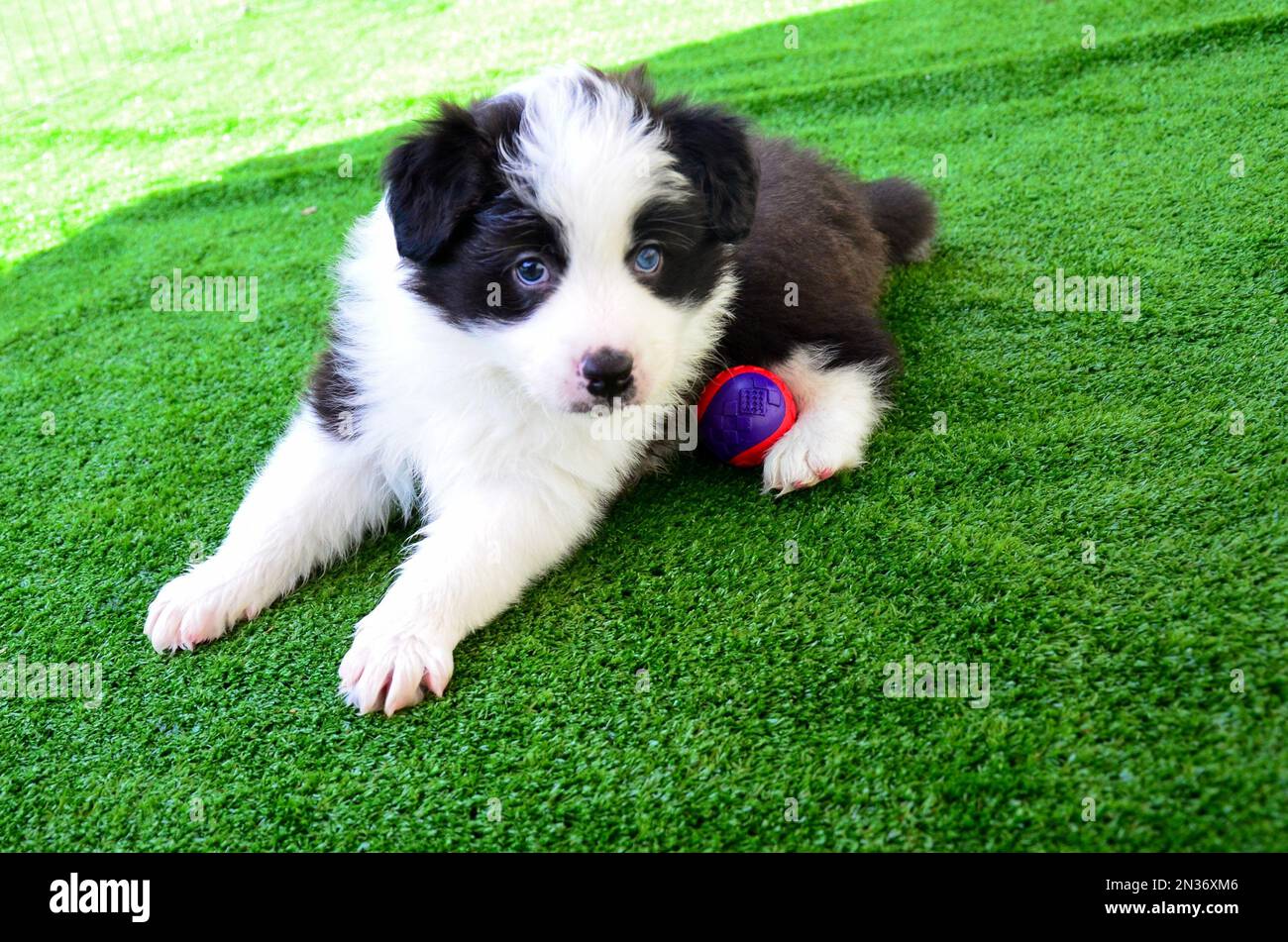 Eine Nahaufnahme eines niedlichen Collie Hündchens, das auf einem grünen Rasen ruht Stockfoto